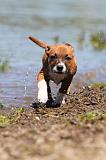 STAFFIE 206